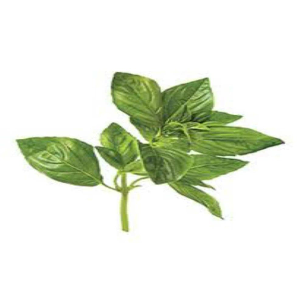 Basil