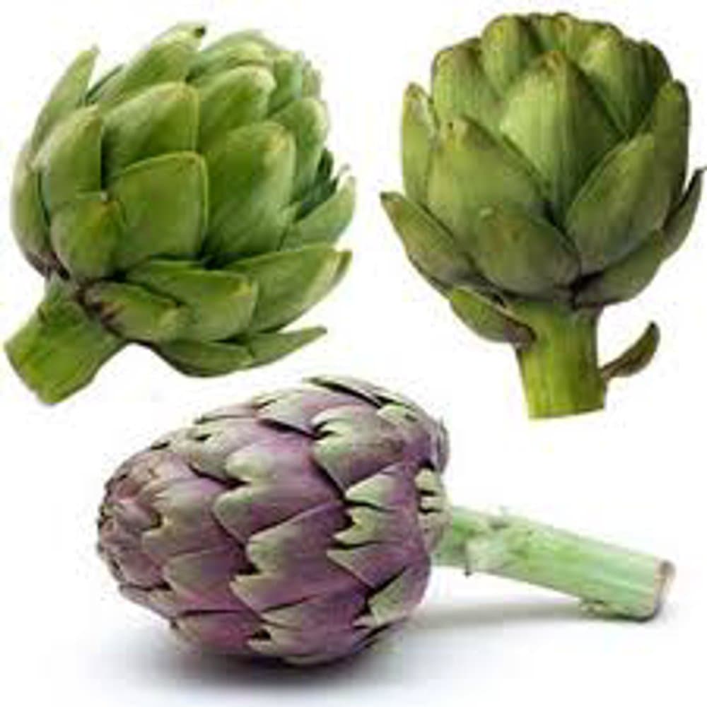 Globe Artichoke