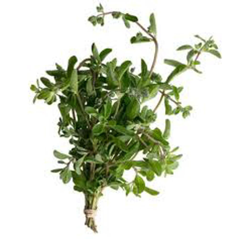 Marjoram