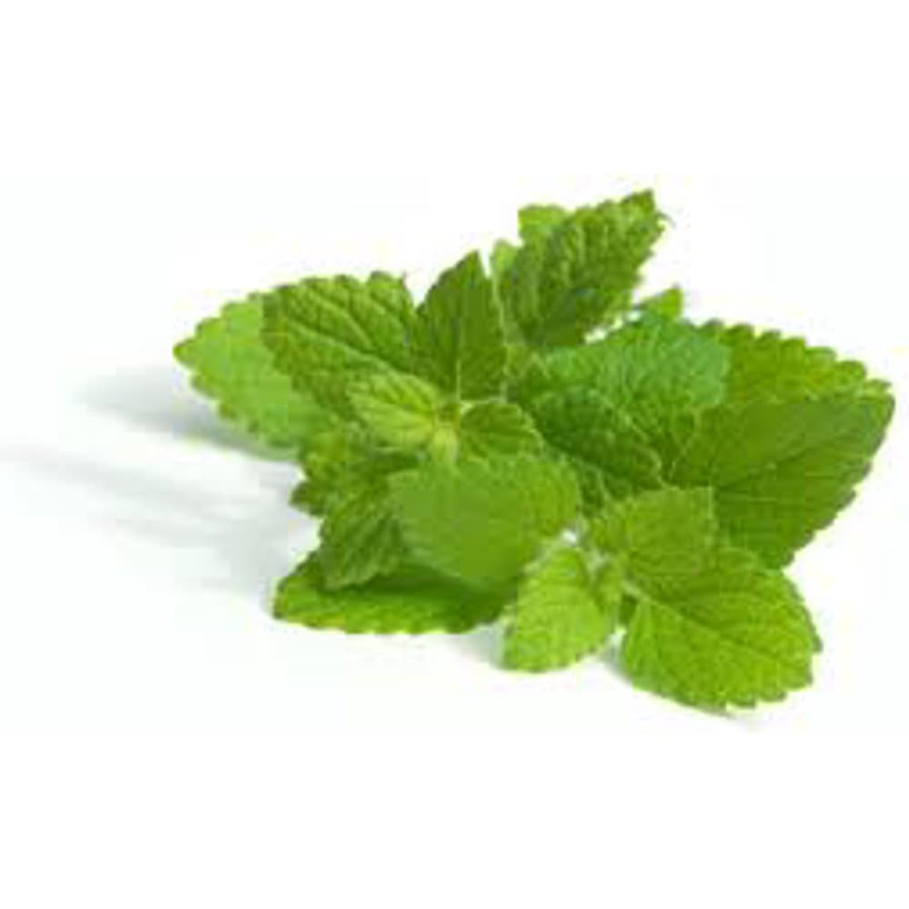 Melissa (Lemon Balm)