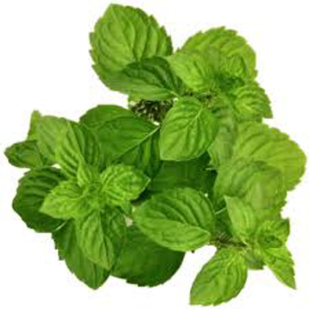 Mint