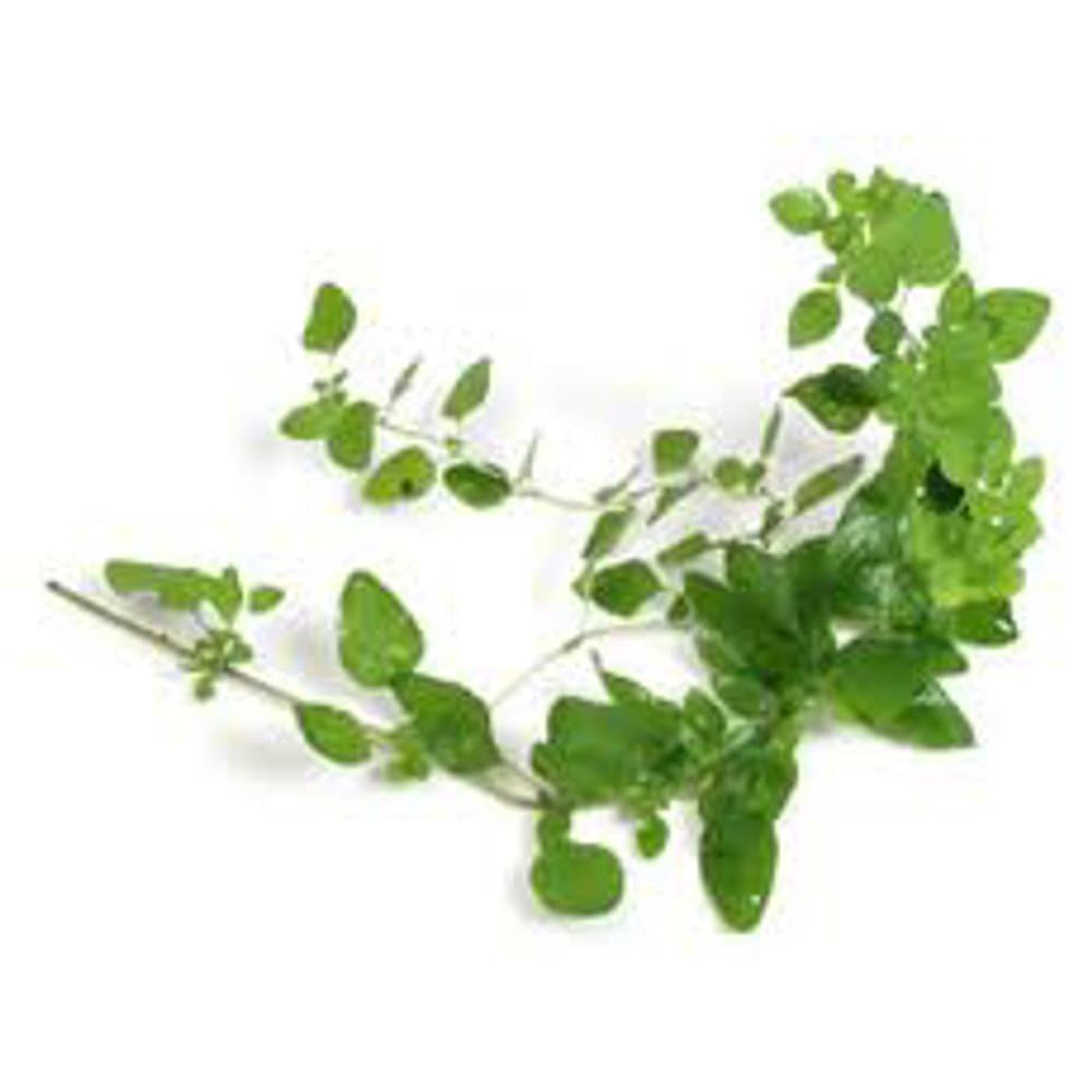 Oregano